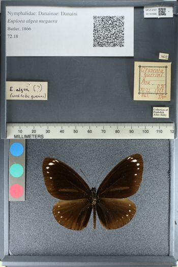 Media type: image;   Entomology 160986